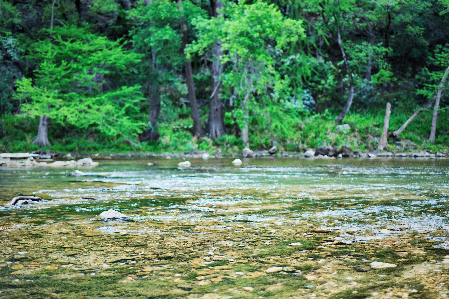 Crystal clear Guadalupe River waters